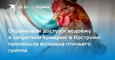 Вакцинация птицы - Новости - Сайт Чухломской общественно-политической  газеты «Вперёд»