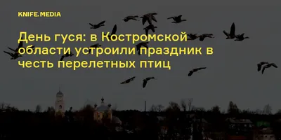 В Костромской области проходит конкурс для любителей птиц «Зимуем вместе»