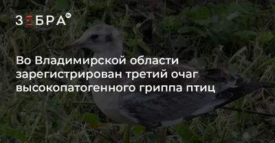 День гуся: в Костромской области устроили праздник в честь перелетных птиц  — Нож