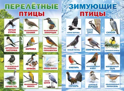 Птицы Костромской области - фото с названиями и описанием