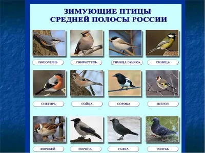 Птицы в Костромской области - фото с названиями