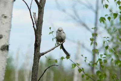 В Костромской области создан еще один заказник с редкими видами птиц