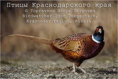 Птицы краснодарского края фото фото