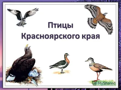 В Краснодарском крае массово вымерли птицы