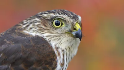 Пустельга обыкновенная (Falco tinnunculus) | Дикий Юг