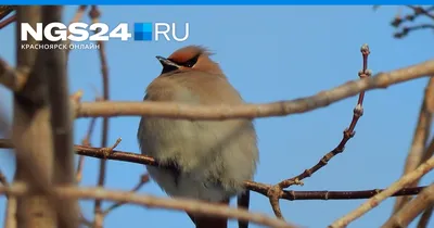 В Красноярском крае сфотографировали серого снегиря из Красной книги -  Gornovosti.Ru