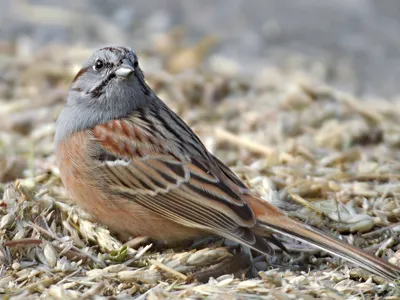 В красноярском заповеднике сфотографировали редкую птицу