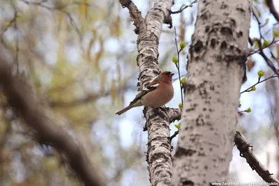 Сибирякам рассказали, как правильно подкармливать птиц зимой | ОБЩЕСТВО |  АиФ Красноярск
