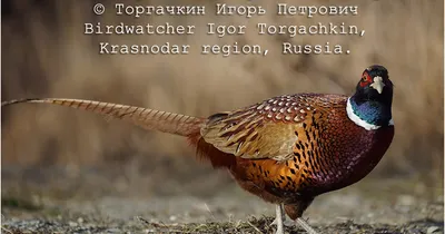 На юг Красноярского края прилетела редкая птичка малиновка