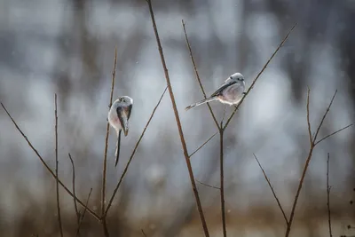 В Красноярском крае сделали снимки редкой хищной птицы