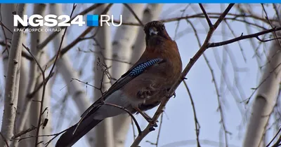 В Шушенском бору на юге Красноярского края рассказали о необычных играх  птичек сойек - 16 марта 2020 - НГС24
