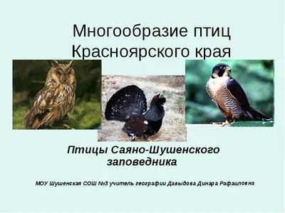 На Кубани массово гибнут птицы – Коммерсантъ Ростов-на-Дону
