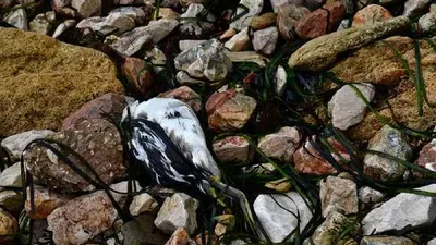 На полях Крыма от рук аграриев гибнут краснокнижные птицы - KP.RU