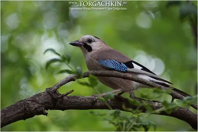 Птицы Краснодарского края — Фото, названия и описания