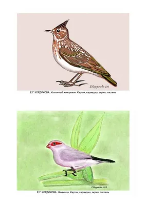 Околоводные птицы Краснодарского края.