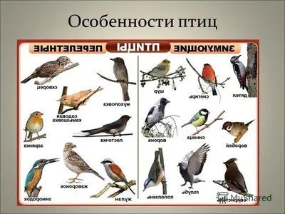 Перелетные и местные птицы в Сочи стали объектами для бердвотчинга - 7  декабря, 2020 Фотогалерея «Кубань 24»