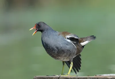 Файл:Blackbird (male).jpg — Википедия