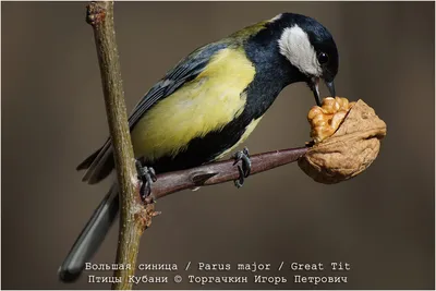 ФотоБлог Торгачкин Игорь Петрович © Igor Torgachkin: Большая синица / Птицы  Кубани / Birds of Kuban