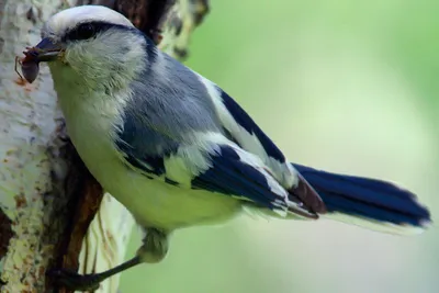 Птицы Курганской области - фото с названиями и описанием