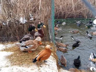 Зимующие птицы в Курской области