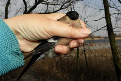 Bird_and_birds. - Обыкновенный поползень. лат. Sitta europaea; англ.  Eurasian or wood nuthatch. Хорошо известная и широко распространенная птица.  Фото из Курской области. #SittaEuropaea #ОбыкновенныйПоползень #поползень  #EurasianNuthatch #Nuthatch ...