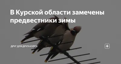 В Курске подсчет птиц на полигоне ТБО обойдется в 556 тысяч рублей » 46ТВ  Курское Интернет Телевидение