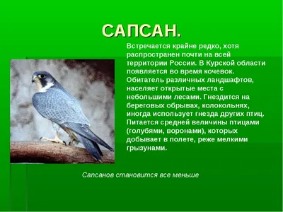 В Курской области стартует вторая региональная акция «Покормите птиц!» »  46ТВ Курское Интернет Телевидение