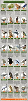 Птицы Курской области фото название и описание
