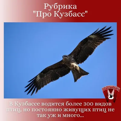 Онлайн рубрика «Про Кузбасс»/ «Птицы Кузбасса» - МАУК \"ДЦ \"Комсомолец\"