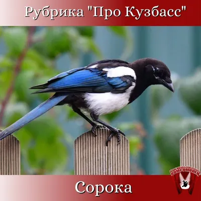 Зимняя орнитофауна Кемерова — Экологический вестник Кузбасса