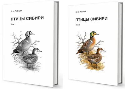 Самые красивые птицы Сибири. ФОТО - Сибирь - info.sibnet.ru