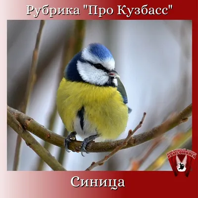 Встали на крыло: зачем энергетики рассказывают про редких птиц Кузбасса? -  «СГК Онлайн»