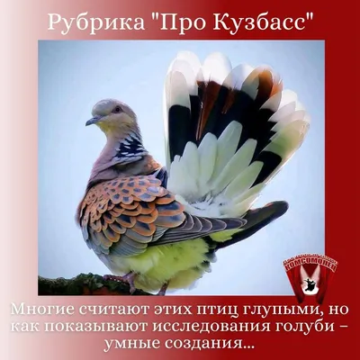 Зимующие птицы Кузбасса