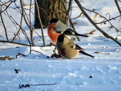 Зимующие птицы кузбасса - 76 фото