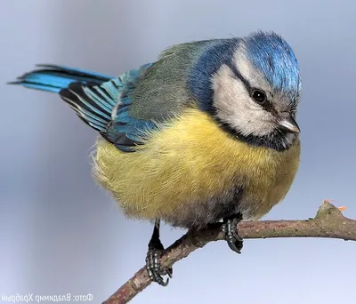 Птицы зимнего леса | Пикабу