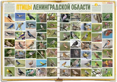 Перелетные птицы ленинградской области - 64 фото