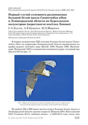 Водоплавающие птицы ленинградской области - 59 фото