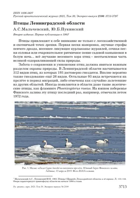 Здесь живут птицы: какие пернатые обосновались на полуострове Киперорт -  часть 2