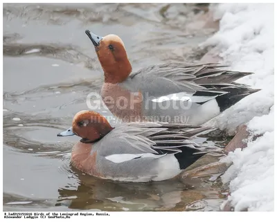 Водоплавающие птицы ленинградской области - 59 фото