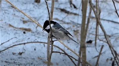 Птицы зимнего леса | Пикабу