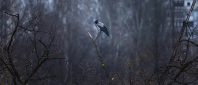 Птицы зимнего леса...