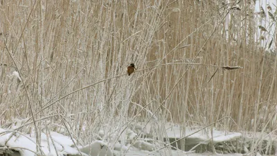 Птицы зимующие в ленинградской области фото » Прикольные картинки: скачать  бесплатно на рабочий стол