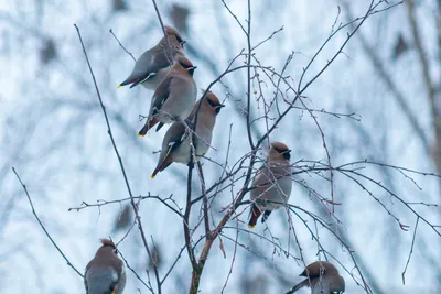 Жители Петербурга и Ленобласти делятся снимками оставшихся на зимовку птиц  | 10.12.2023 | ЛенОбласть - БезФормата