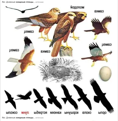 Зазеркальный язык птиц Ленобласти