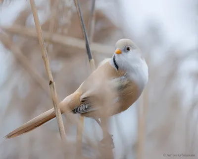 Где наблюдать за птицами в Санкт-Петербурге и Ленобласти