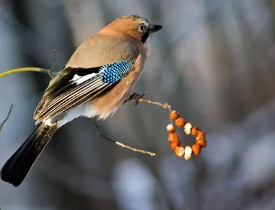 Редкие птицы в Петербурге оказались под угрозой выселения | Blog Fiesta