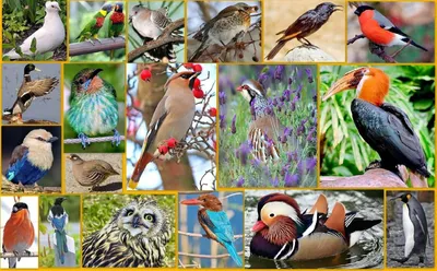 Птицы лесов, садов и парков - описание и фото - ОМ Плешаков
