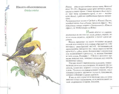 Calaméo - Ф 25 Птицы наших лесов