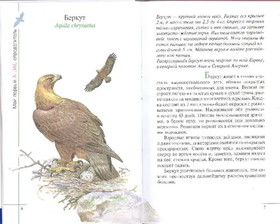 Птицы леса: 12 развивающих карточек с красочными картинками, стихами и  загадками для занятий с детьми – купить по цене: 99 руб. в  интернет-магазине УчМаг