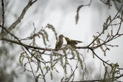 Звуки природы: птицы в лесу слушать онлайн и скачать бесплатно